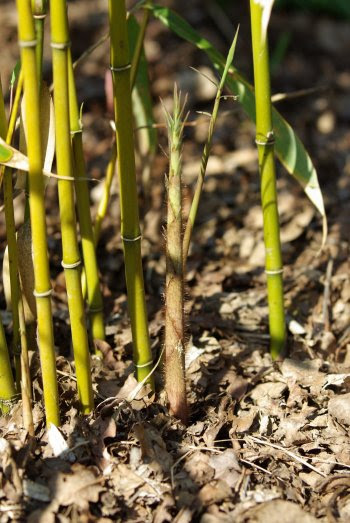 Fargesia_robusta P_King