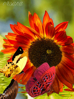 Полет бабочек