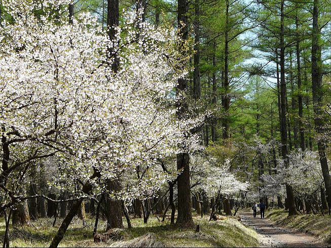 ふじざくら祭り 4 25 富士山麓にも遅い春と桜が リゾートイン Bee Club ビークラブ 山中湖ペンションユニオンホームページ