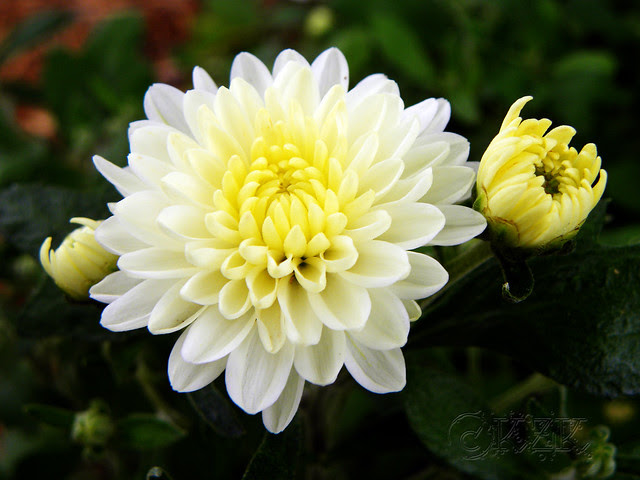 DSCN3864 Mums