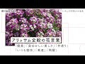 [最も共有された！ √] アリッサム 花 言葉 244861