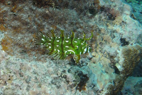Rockmover Wrasse juvenile
