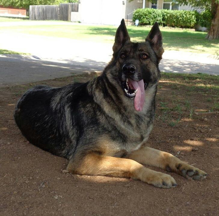 Image Result For German Shepherd Kennel