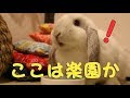 うさぎ の 遊び場 336455
