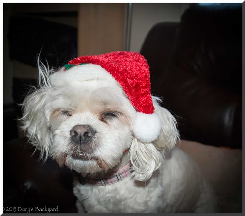 DoryClaus
