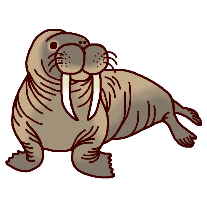セイウチ1 カラー 海の動物 無料イラスト素材