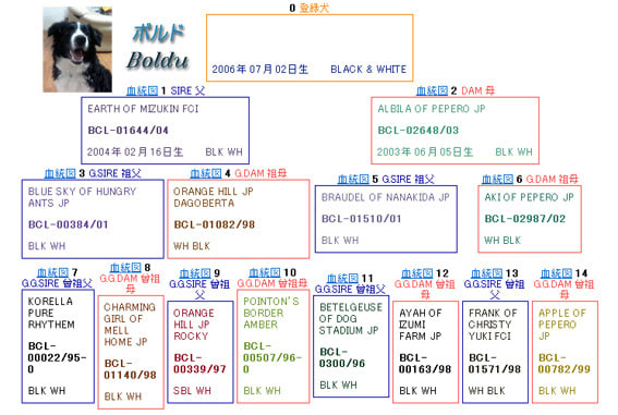 血統書 - ボーダーコリー 「ボルド」と「マロン」と猫の「にゃきち 