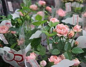 ミニバラの育て方 植え替えの時期 夏冬 と手順や土の選び方