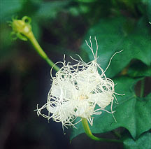 道ばたに見る夏から秋の草たち 秋のつる植物