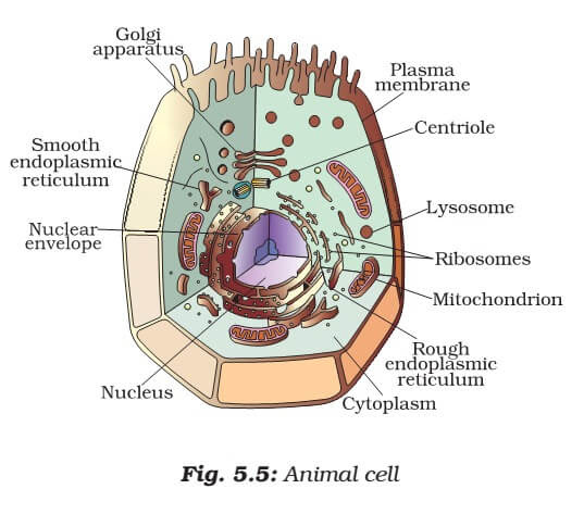 Cell Organelles Plant Cell Vs Animal Cell Pmf Ias