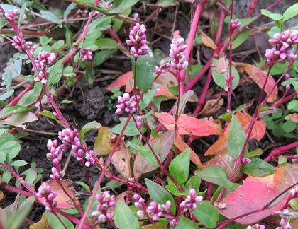 この花の名前なんていうの 目立たない雑草も よく見るとピンク色の花序があるね イヌタデ 犬蓼