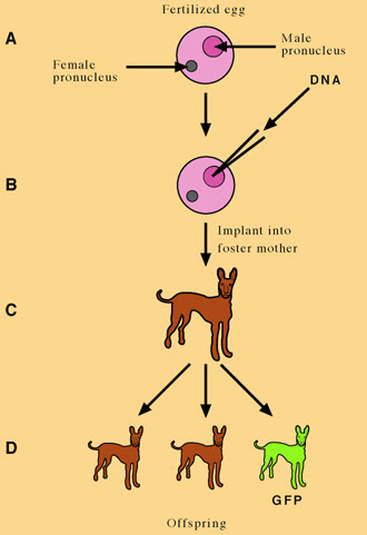 Transgenic - BiologyHNRS-3rdper2016-SchmidtK