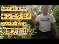 √70以上 キンモクセイ 剪定 失敗 441970-金木犀 剪定 失敗