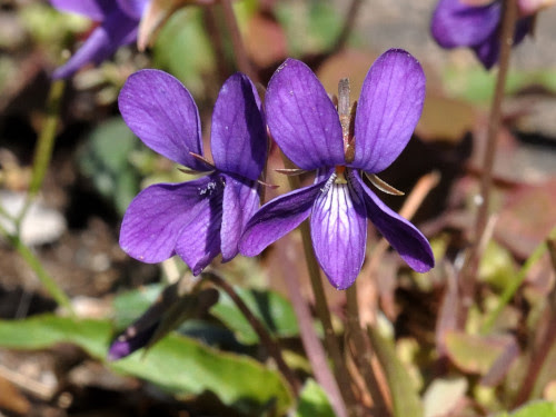 野山に咲く花の写真館