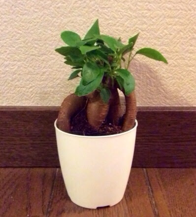 月まで伸びろ 100均でガジュマルを見つけてきた