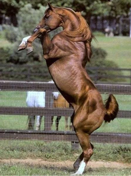 実写版ギンシャリボーイ 競走馬へのボケ ボケて Bokete