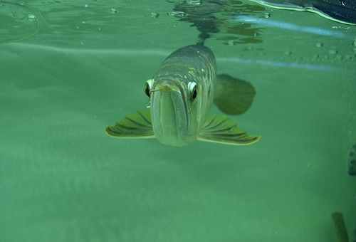 アロワナの白点病の治療法 鷹の爪や塩浴の方法について 熱帯魚 淡水魚 海水魚の図鑑