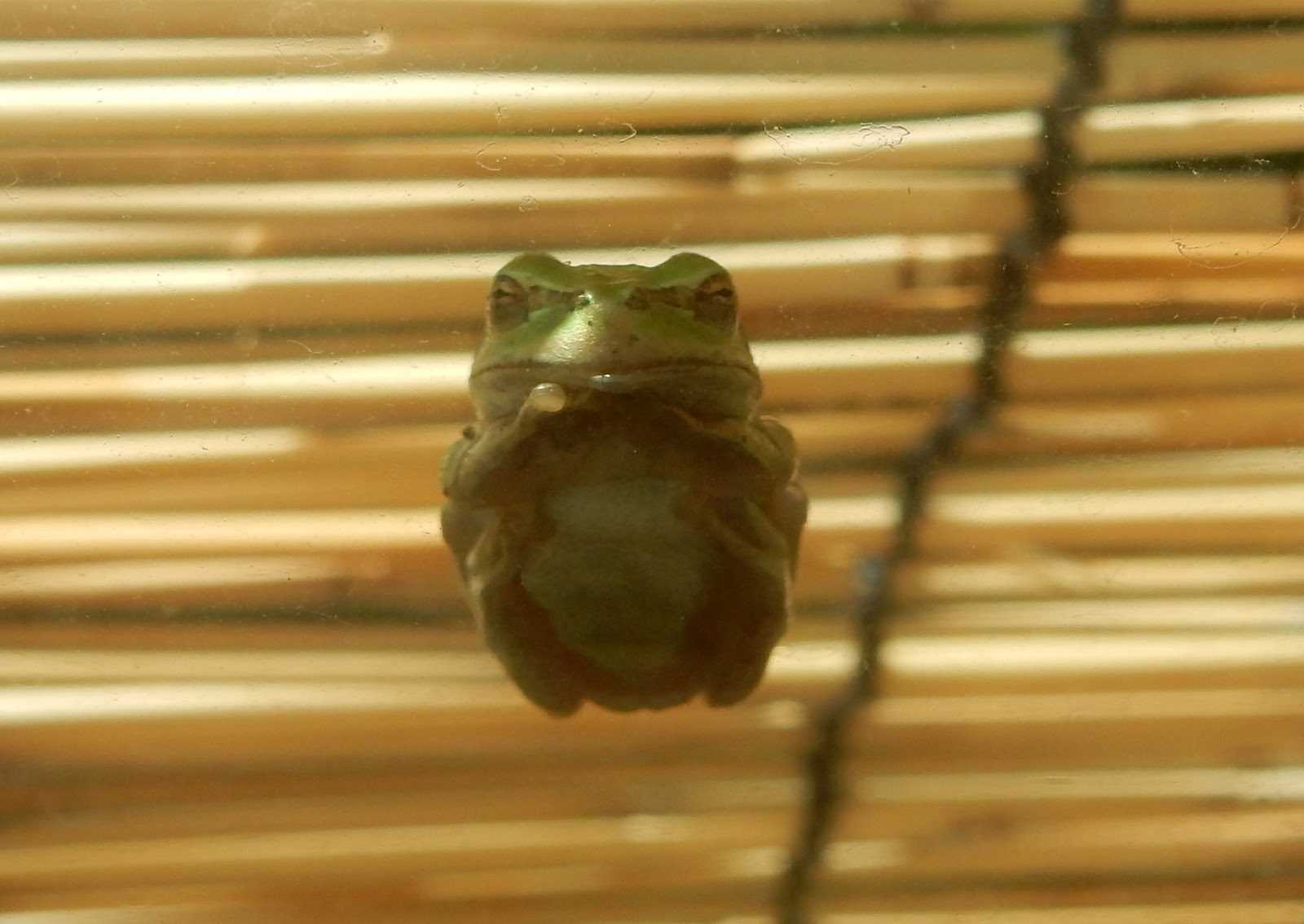 カエルの夏眠 ちょっとドラマな日々