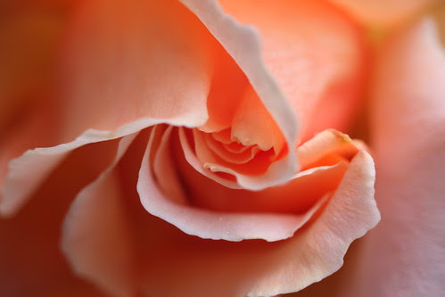 Hybrid Tea Rose 2012 by neggatiff