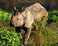 Protect Endangered Rhinos from Poacher Gangs