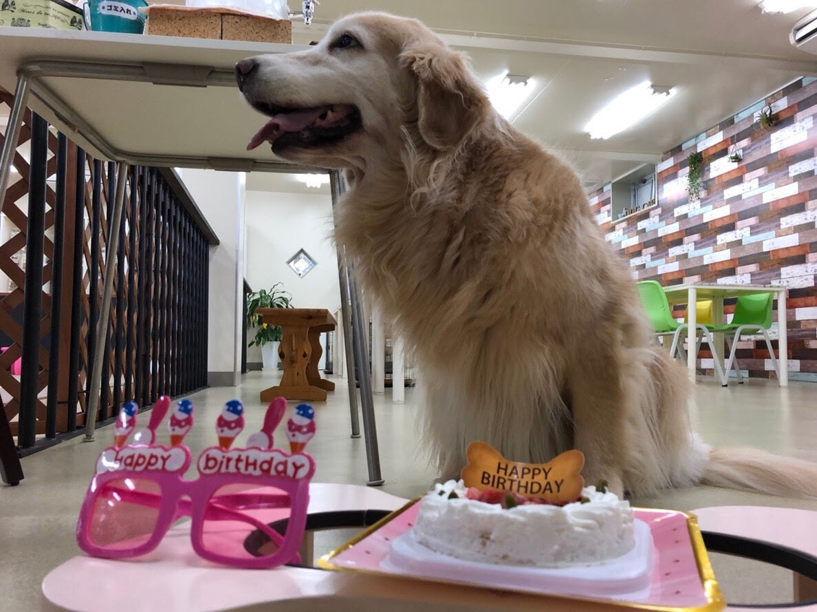 さくらハーフバースデー ドッグサロン イベント 花陰