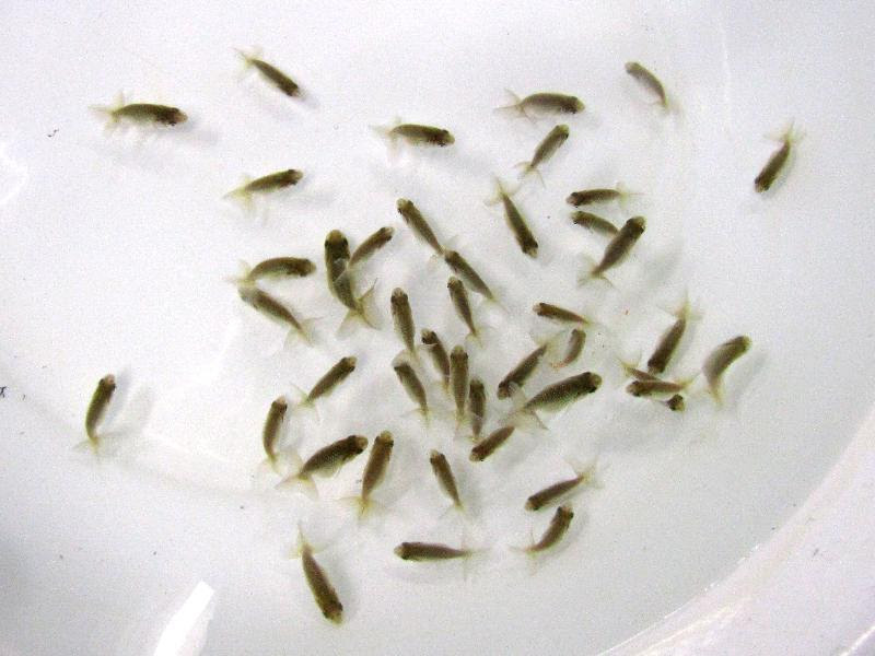愛知 全国大会優等ブリーダー産 上物黒子 金魚 らんちゅうのことなら金魚一道