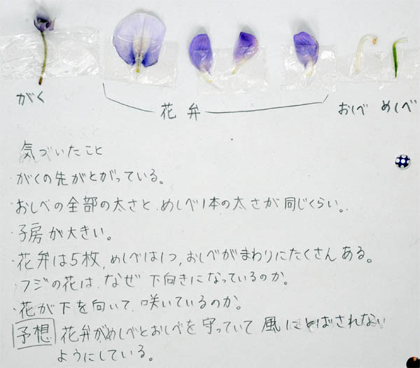 観察１ フジ マメ科 の花 １年理科 生物 Takaの授業記録13