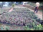Simak Bibit Bunga Mawar Terlengkap, paling baru!