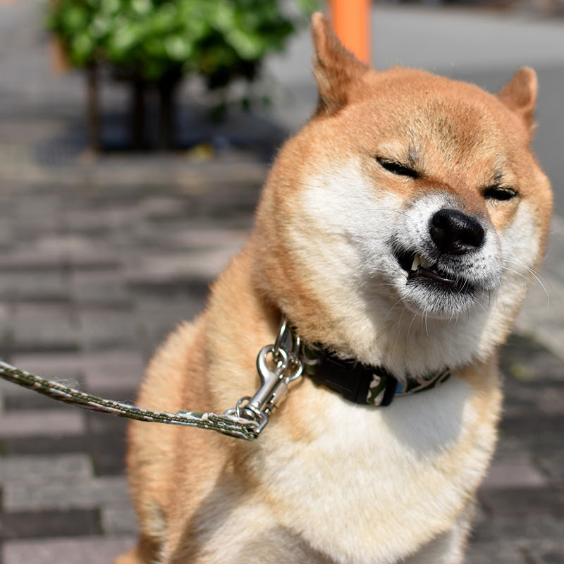 愛犬が散歩嫌いになる原因は主に6パターン 散歩嫌いを改善する対処法をご紹介
