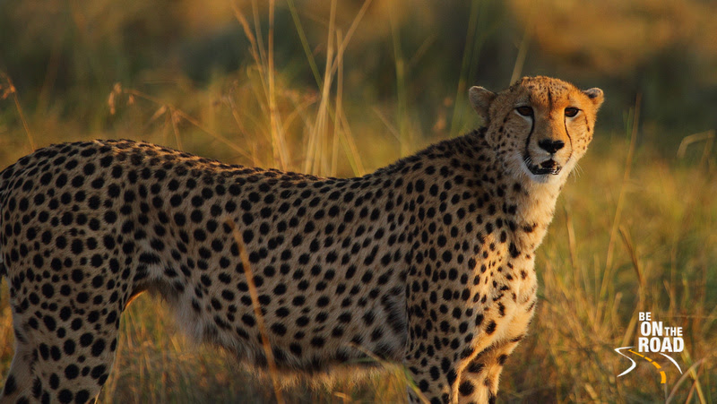 The Cheetah is very friendly with the humans...it is known to climb jeeps with humans in it to get a better view of its prey