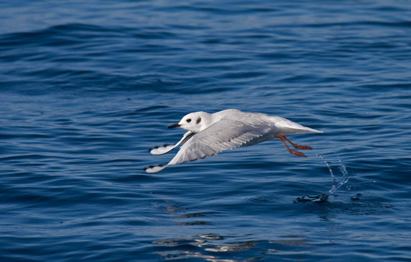 Bonaparte's Gull Bonaparte's Gull