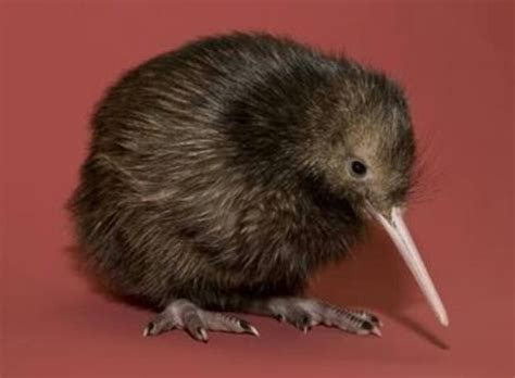 kiwi wiki mundo animal amino