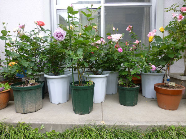 楽しみ方は色々 バラを鉢植えで楽しむためにまとめてみました インテリアブック