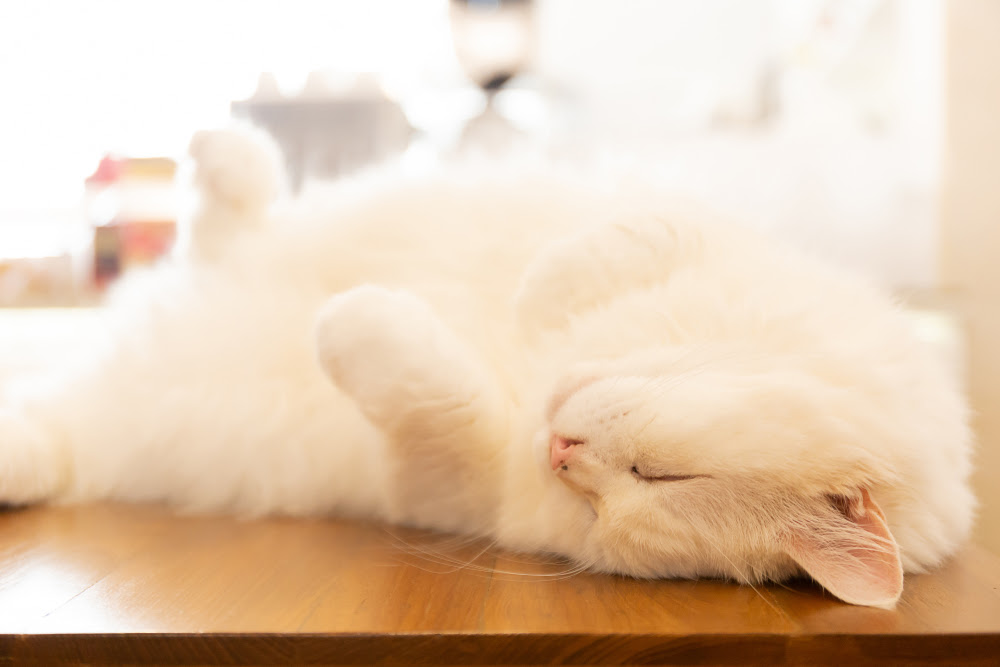 降参の合図じゃない 猫がお腹を見せる本当の理由5つ 触ると怒るのはなぜ Column Levees レビーズ Animal Rights 動物の権利を考えるwebマガジン