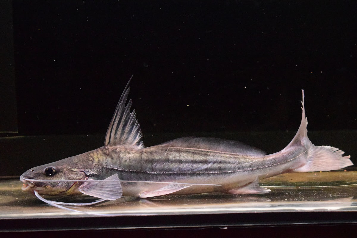 入荷魚紹介 静岡市の熱帯魚専門店 大型魚 古代魚 珍魚 World Rivers