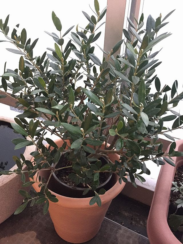 オリーブ ネバディロブランコ を育てる方法 二股の強剪定や肥料など 観葉植物ブログ緑組 植物の育て方
