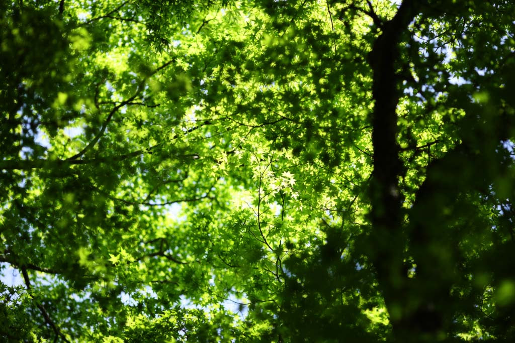 ゆんフリー写真素材集 No 6377 新緑の季節 日本 奈良