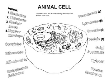 ANIMAL CELL COLORING WORKSHEET - TeachersPayTeachers.com