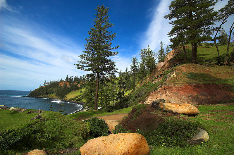 File:Norfolk-Island-Pines.jpg