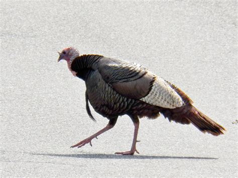 wild turkey  stock photo public domain pictures