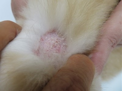 外部寄生虫 ノミ ダニ 診療ブログ