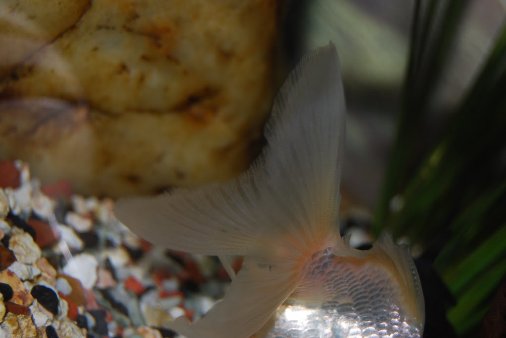 fischflosse_2