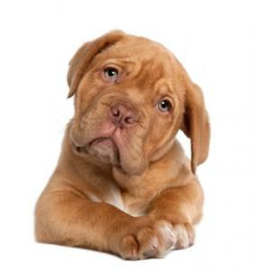 Tips and Tricks for Crate Training Puppies Fast