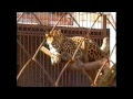 Video Харьковский зоопарк.wmv