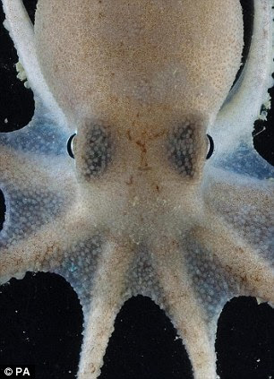 Octopus