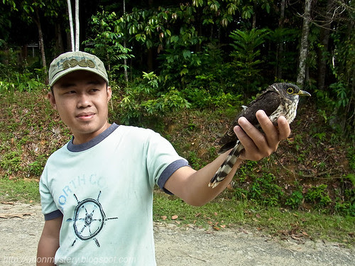 maliau basin staff with an injured hawk cuckoo R0012535 copy