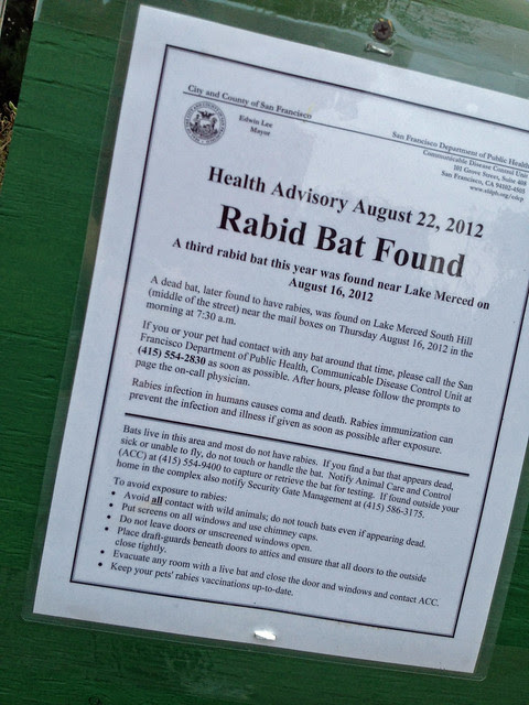 rabid bat2.jpg