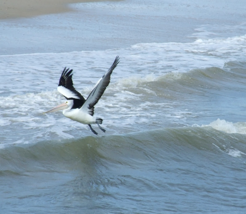 flying pelican 01