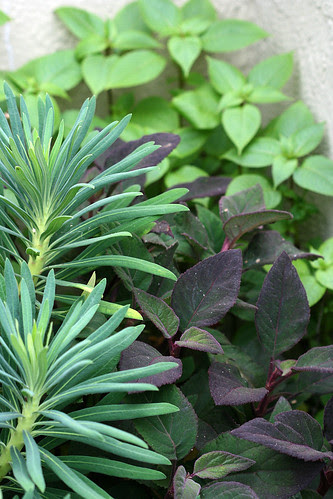 one corner of foliage