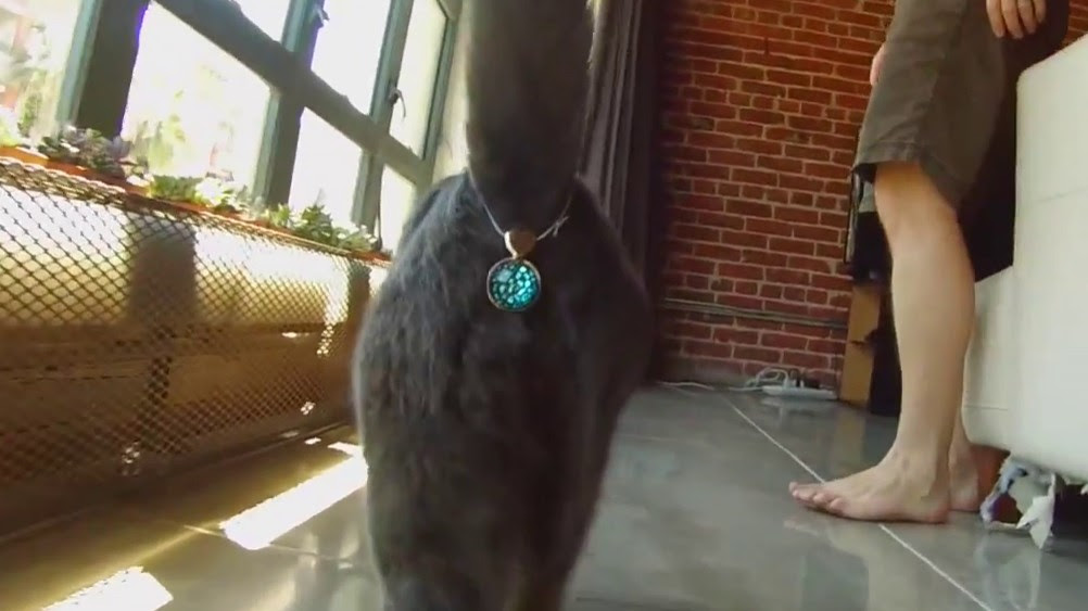 Un Cache Anus Pour Chat